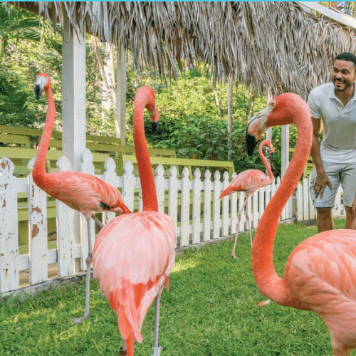 Pink flamingos standing together in a tropical garden setting, representing the wildlife experiences at Ardastra Gardens in Nassau