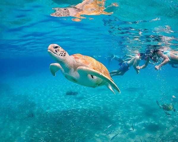Sea turtles swimming in clear turquoise water, representing the marine life seen in the exhibits at Atlantis