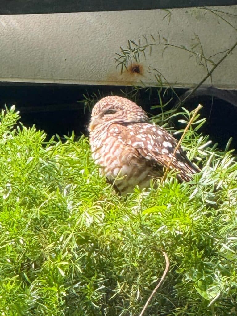 owl stowaway on Allure of the Seas