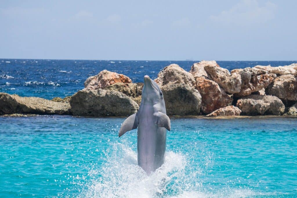 A dolphin leaping out of the turquoise water at Dolphin Cove in Ocho Rios, surrounded by lush tropical scenery.