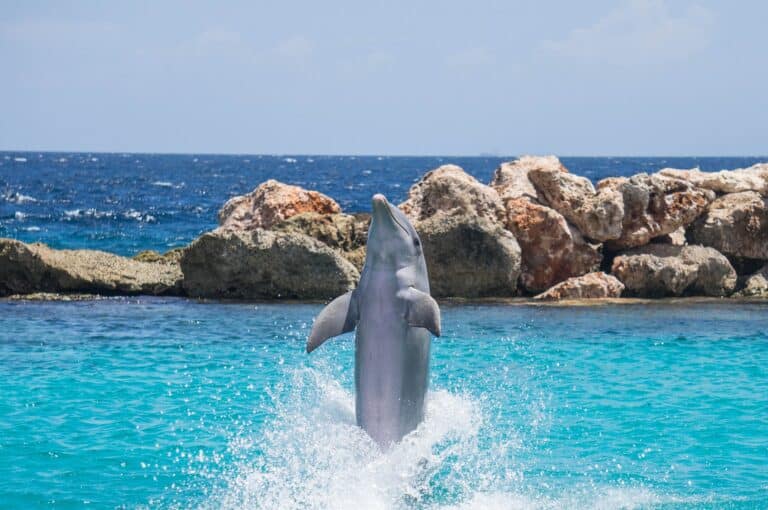 A dolphin leaping out of the turquoise water at Dolphin Cove in Ocho Rios, surrounded by lush tropical scenery.