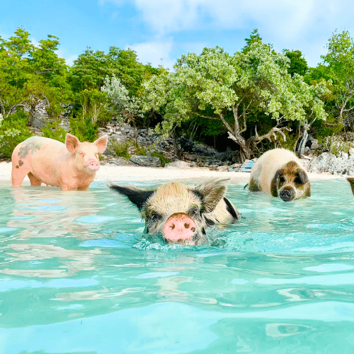swimming with pigs bahamas