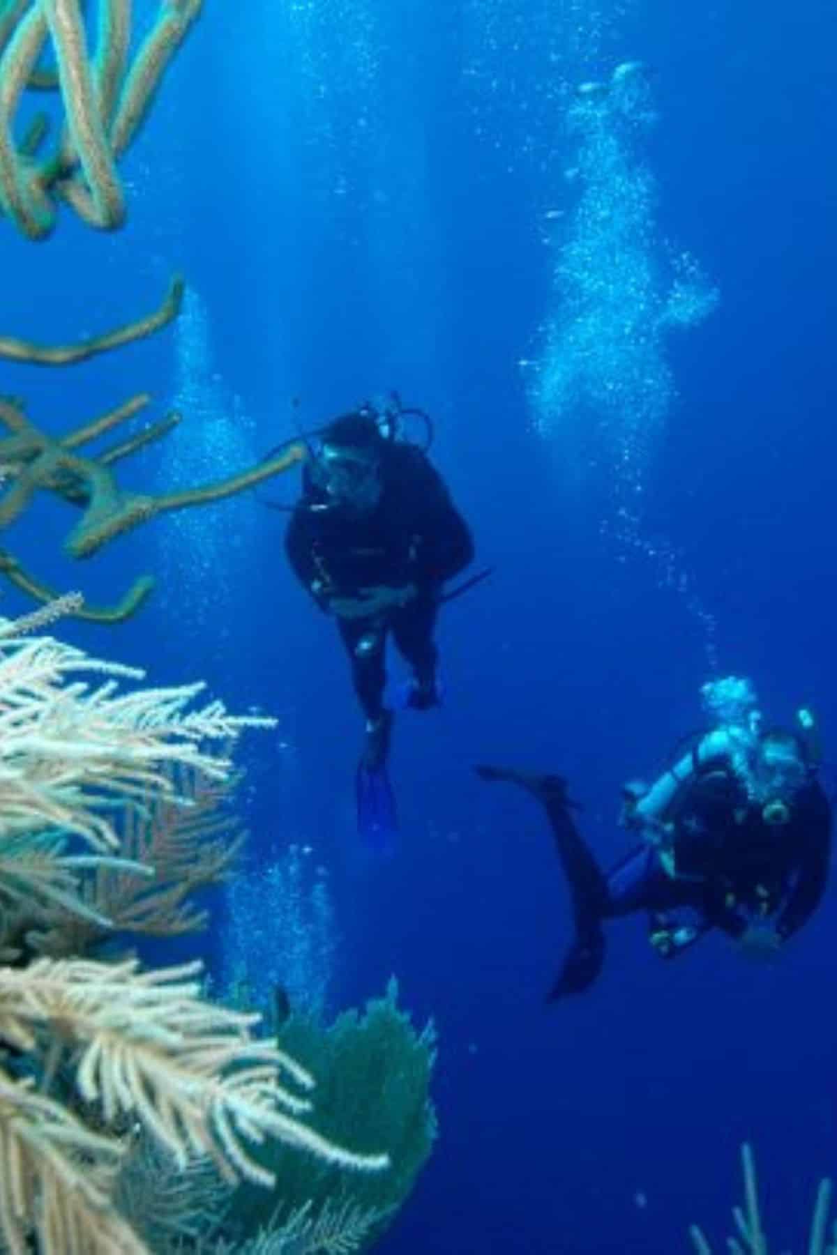 Diving the Wall Grand Turk