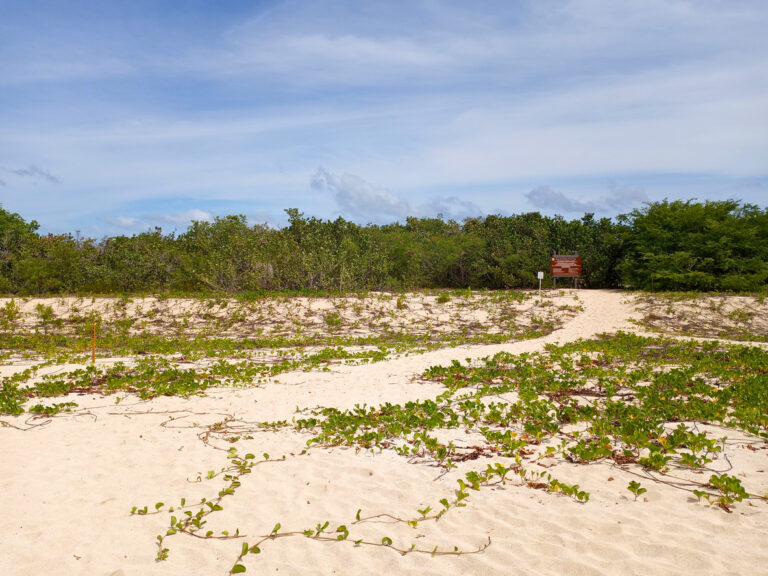 Sunny day at Sandy Point National Wildlife Refuge in St. Croix, with untouched white sand, coastal vines, and the refuge sign visible along the tree‑lined horizon.