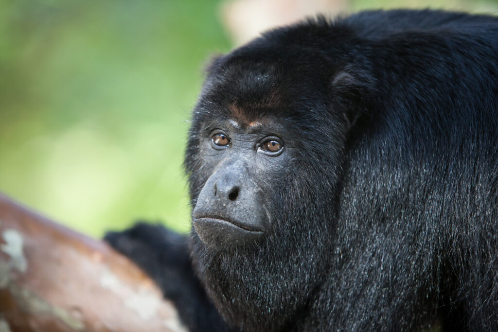 Black howler monkey resting in the Belize rainforest at the Community Baboon Sanctuary