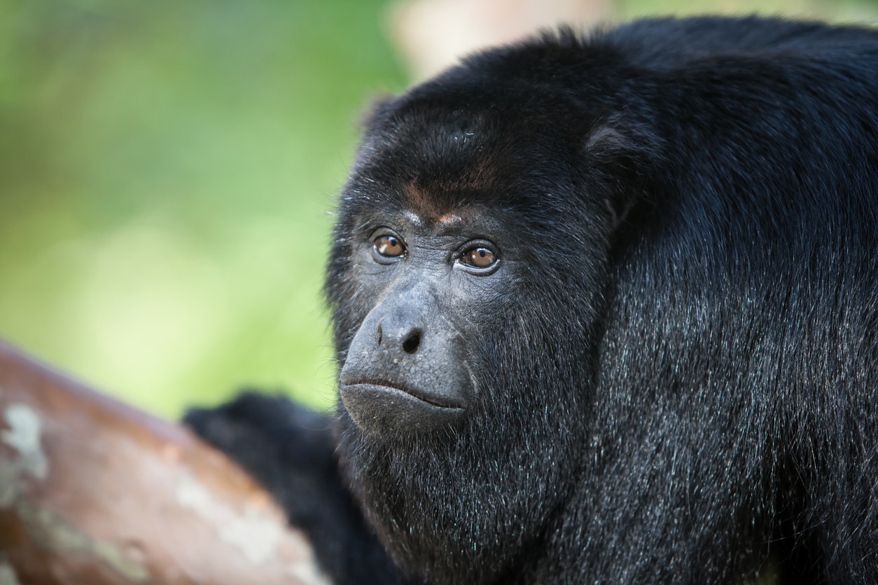 Community Baboon Sanctuary – Belize City Cruise Port