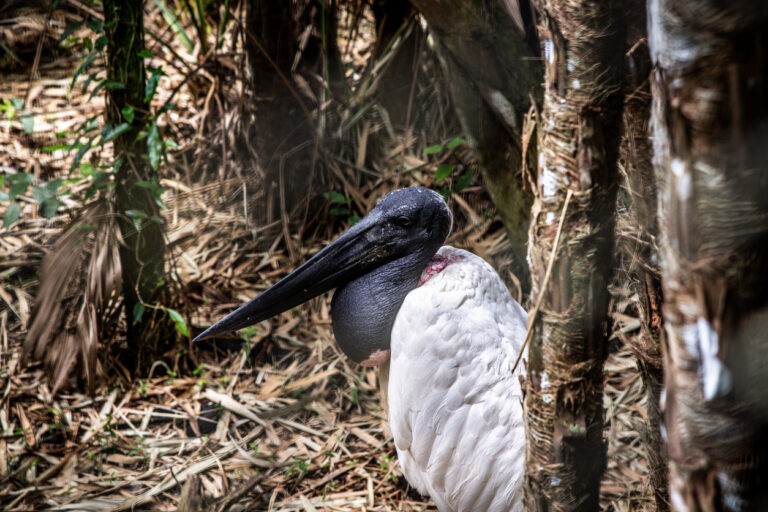 Jabiru stork in Belize, a signature wetland bird commonly seen at Crooked Tree Wildlife Sanctuary