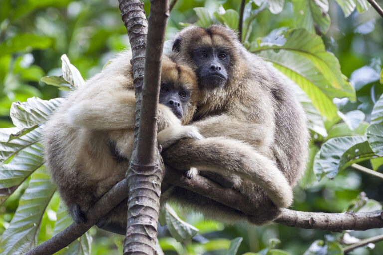Two black howler monkeys in the Belize rainforest, similar to the wildlife seen on jungle horseback riding tours