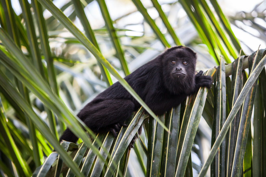 Belize’s lush rainforest is home to black howler monkeys, often seen near ATV jungle adventure trails.