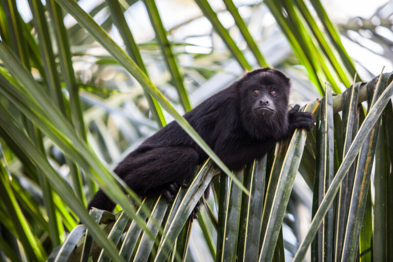 Belize’s lush rainforest is home to black howler monkeys, often seen near ATV jungle adventure trails.