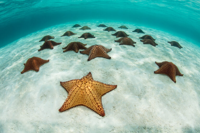 Red cushion sea stars lying on the shallow sandy seafloor in the clear Caribbean waters of Belize