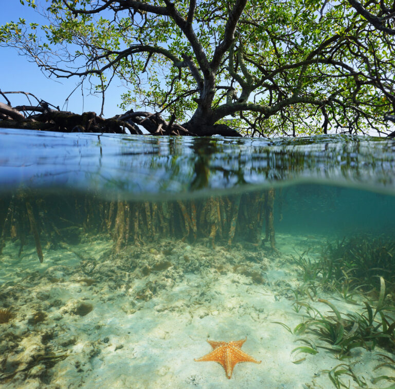 Red mangrove roots in Belize’s coastal waters, similar to the mangrove ecosystems along the River Wallace Wildlife Cruise