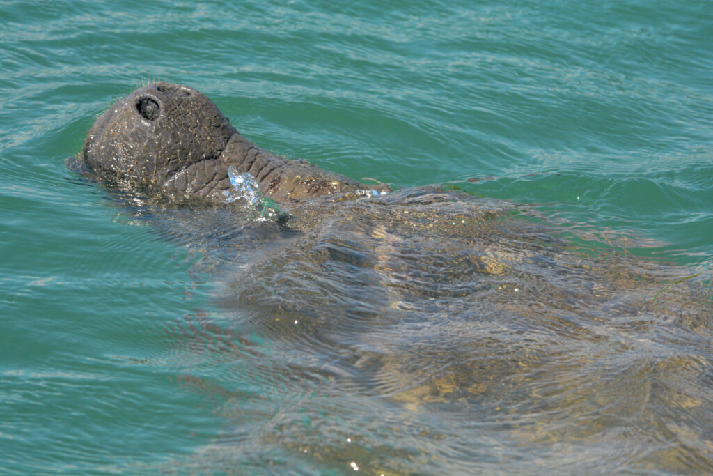 Wild West Indian manatee surfacing for air in the calm coastal waters of Belize