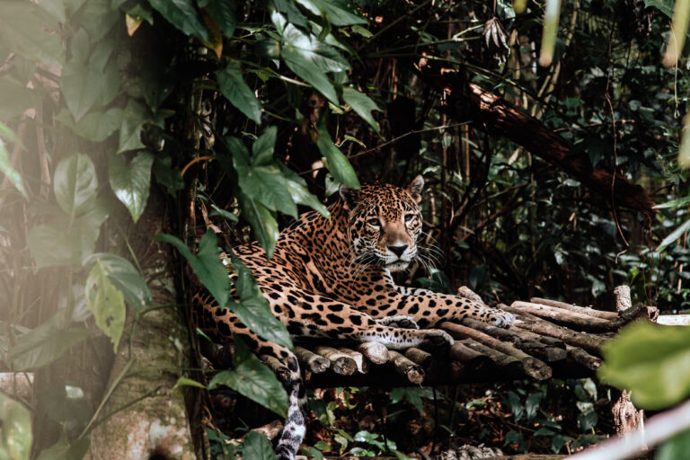 Close‑up of a jaguar at the Belize Zoo, a wildlife sanctuary dedicated to Belize’s native species.