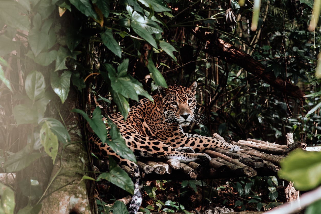 The Belize Zoo – Belize City Cruise Port
