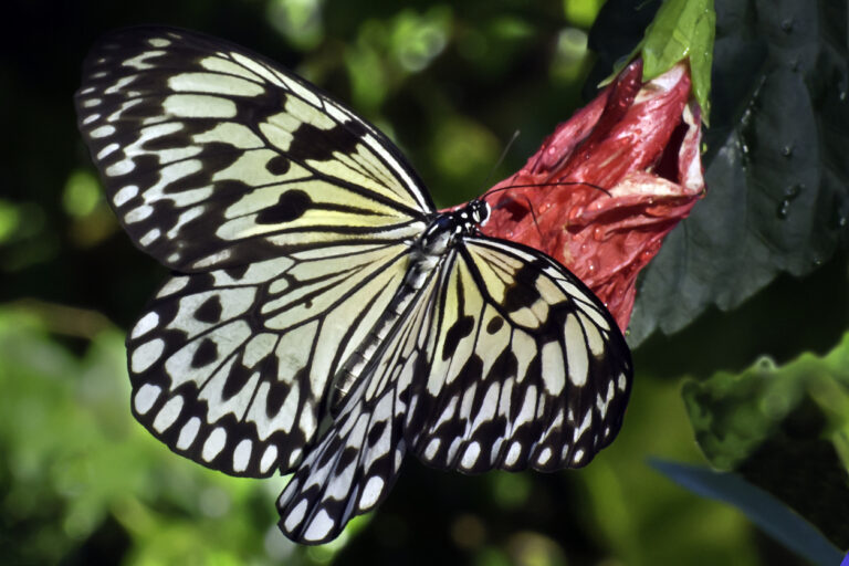 Tree Nymph (Idea Leuconoe) at the Aruba Butterfly Farm