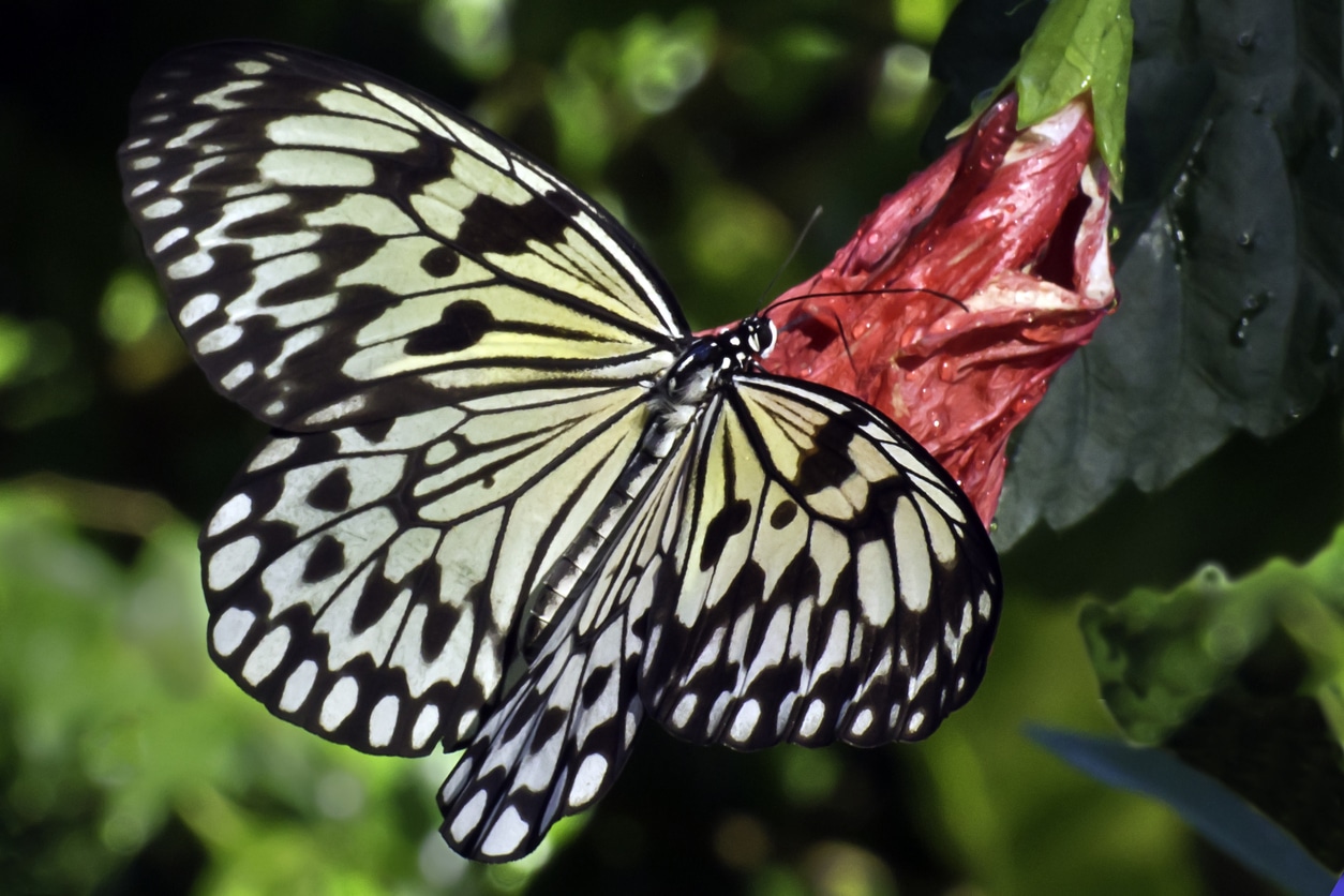 Butterfly Farm – Aruba