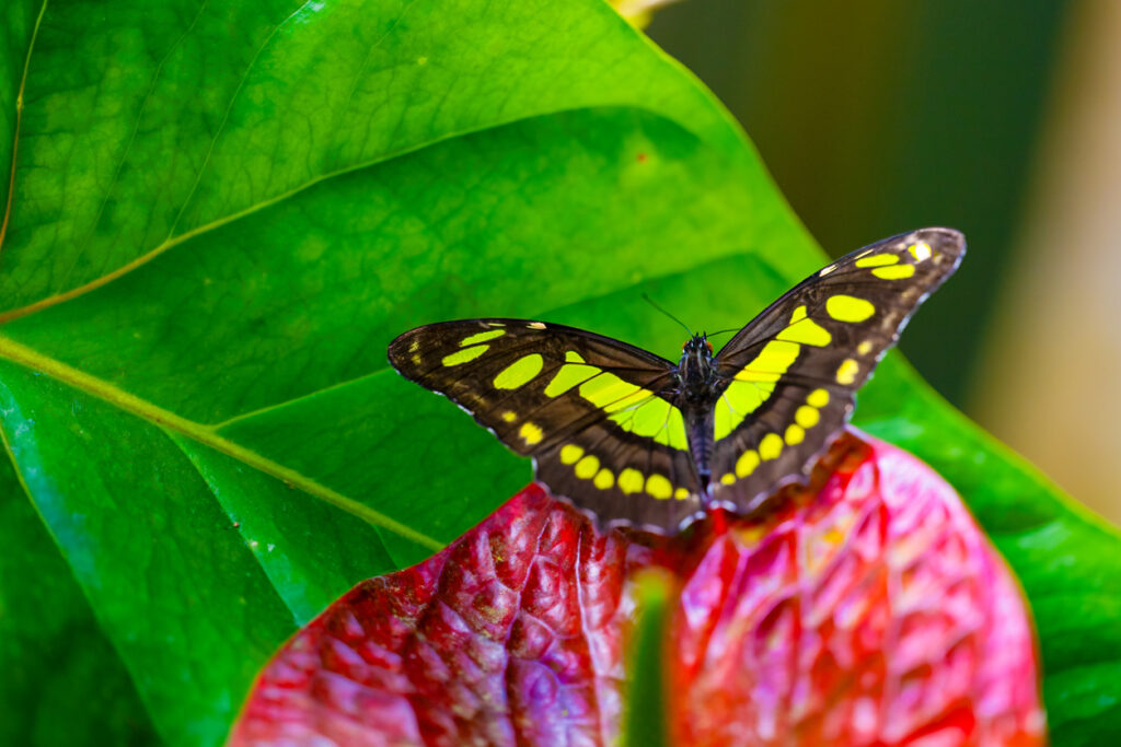 Malachite butterfly (Siproeta stelenes) resting on a blossom in a bright tropical garden.