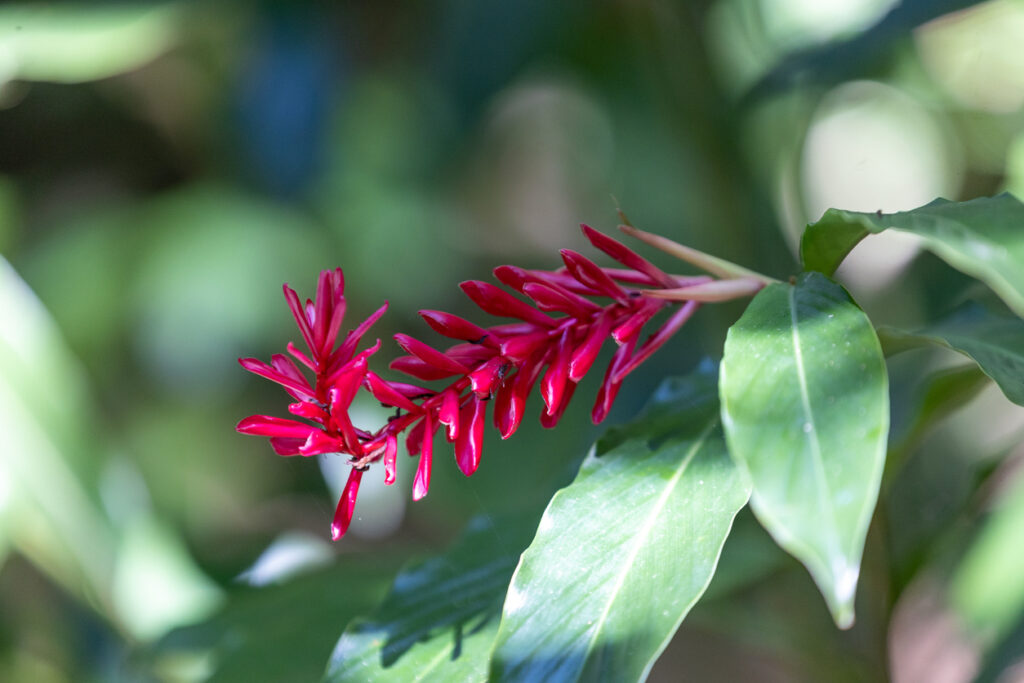 Close‑up of a vibrant red tropical flower blooming among lush greenery, similar to the colorful plants found at Carambola Botanical Gardens in Roatán.