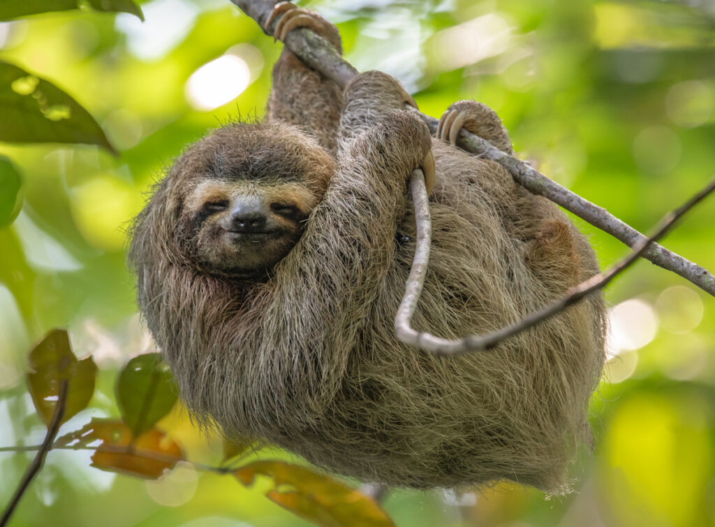 Close‑up of a three‑toed sloth resting in a tropical setting, similar to the gentle sloths visitors can meet at Daniel Johnson’s Monkey & Sloth Hangout in Roatán.
