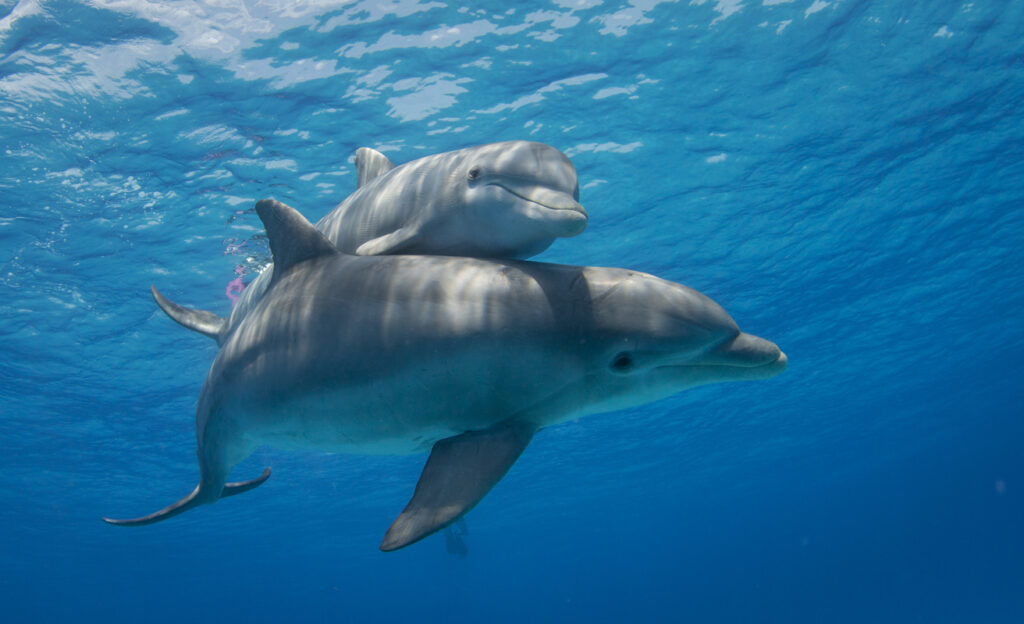 two dolphins swimming