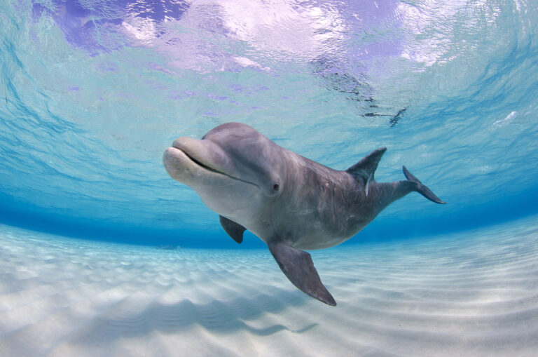 Dolphin swimming in shallow Caribbean water.