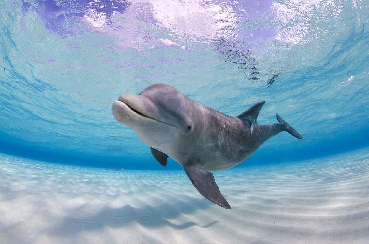 Dolphin Discovery – Tortola