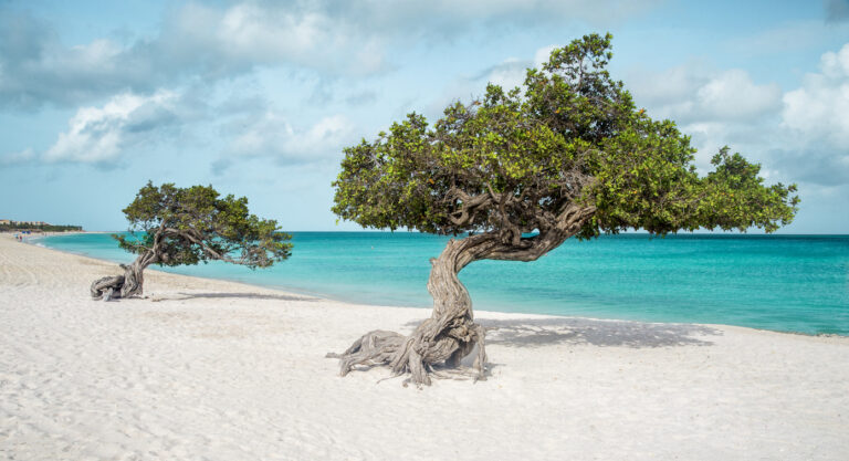 Eagle Beach in Aruba, with divi divi trees on the beach