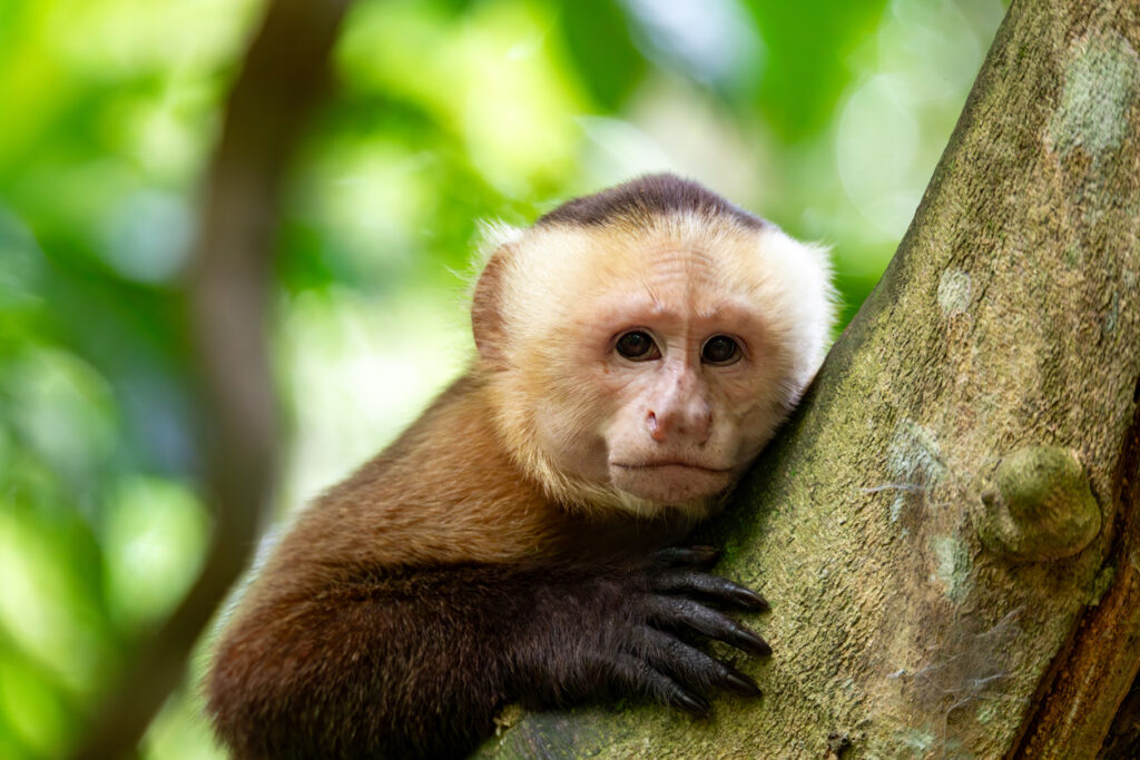 Capuchin monkey sitting on a visitor’s shoulder at Gumbalimba Park in Roatán, Honduras.