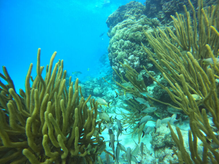 Close‑up coral formations at Hol Chan Marine Reserve in Belize’s clear Caribbean water