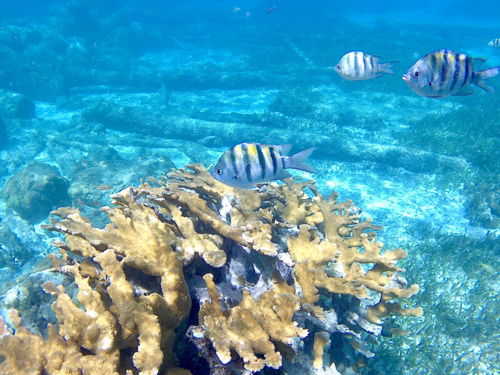 Snorkeler exploring colorful coral and tropical fish along the Mesoamerican Reef in Roatán, Honduras.