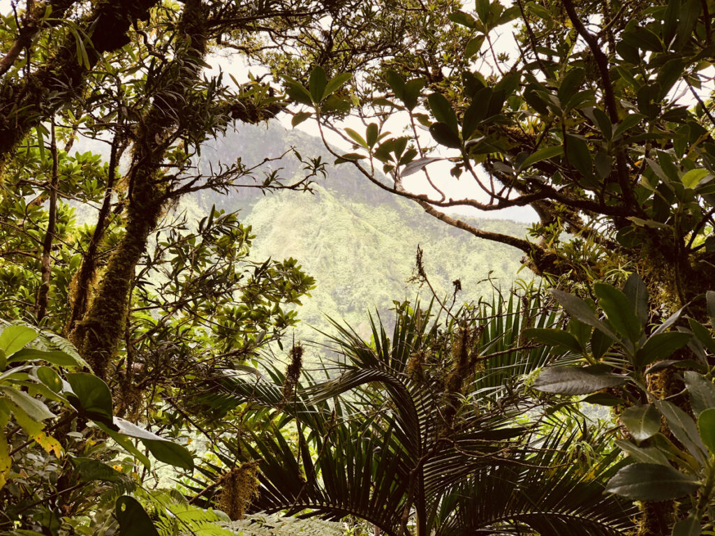 View from the summit of Mount Liamuiga in St. Kitts, surrounded by lush tropical plants and volcanic scenery.