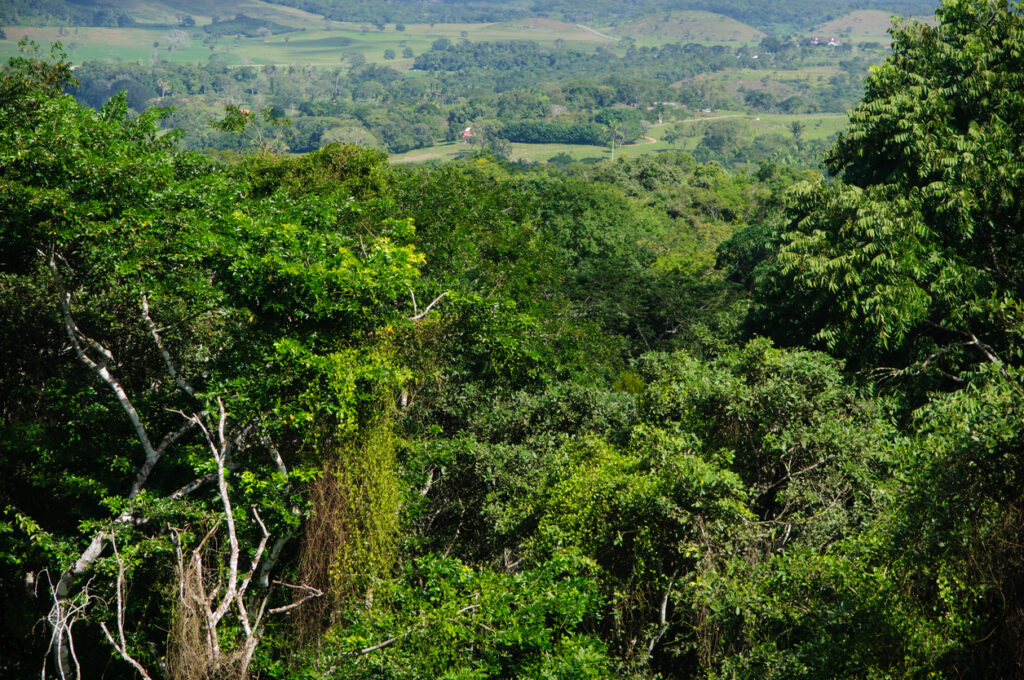 Ziplining through the Belize rainforest with elevated platforms and jungle canopy views