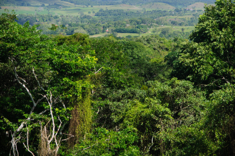 Ziplining through the Belize rainforest with elevated platforms and jungle canopy views
