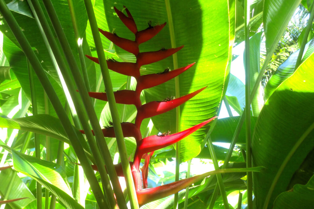 Close‑up of a red heliconia flower surrounded by large green tropical leaves in a Caribbean garden