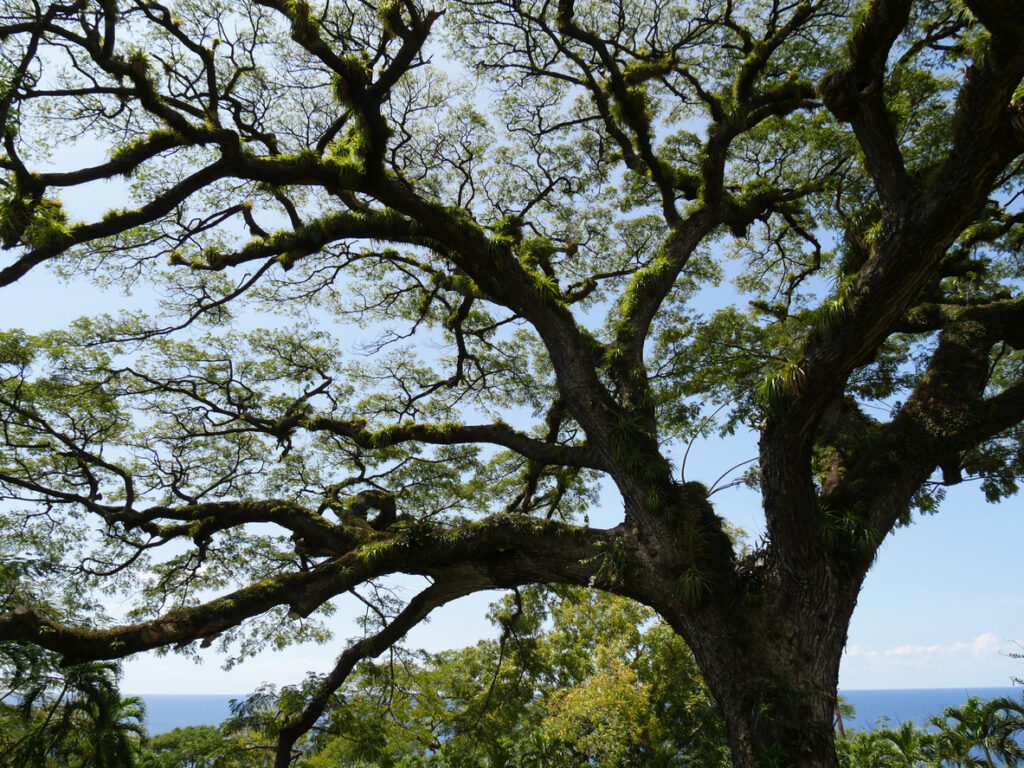 400‑year‑old saman tree at Romney Manor in St. Kitts, a massive historic tree brought to the island by Amerindians.