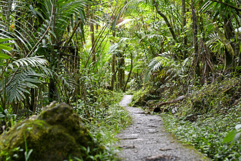 A peaceful rainforest trail that reflects the lush, shaded scenery you’ll find at Sage Mountain National Park in Tortola.