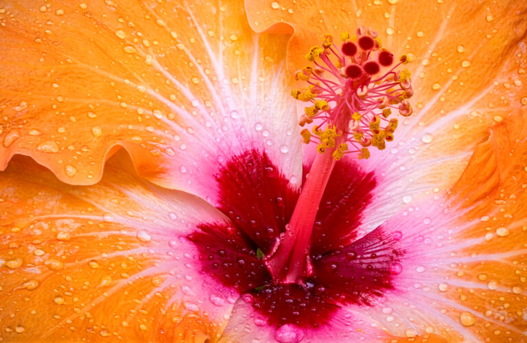 Macro close‑up of an orange hibiscus flower after the rain, showing detailed petals and fresh droplets.