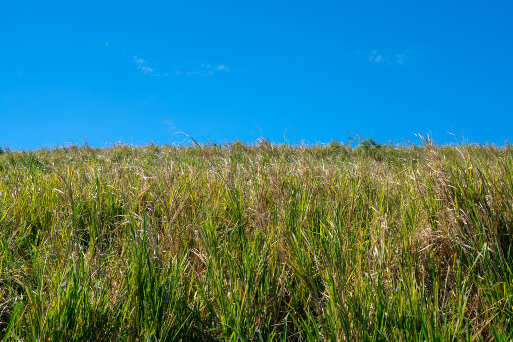 Green sugar cane fields in St. Kitts, similar to the landscapes seen along the St. Kitts Scenic Railway route.
