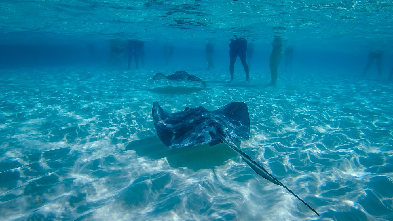 Stingray City – St. John’s, Antigua