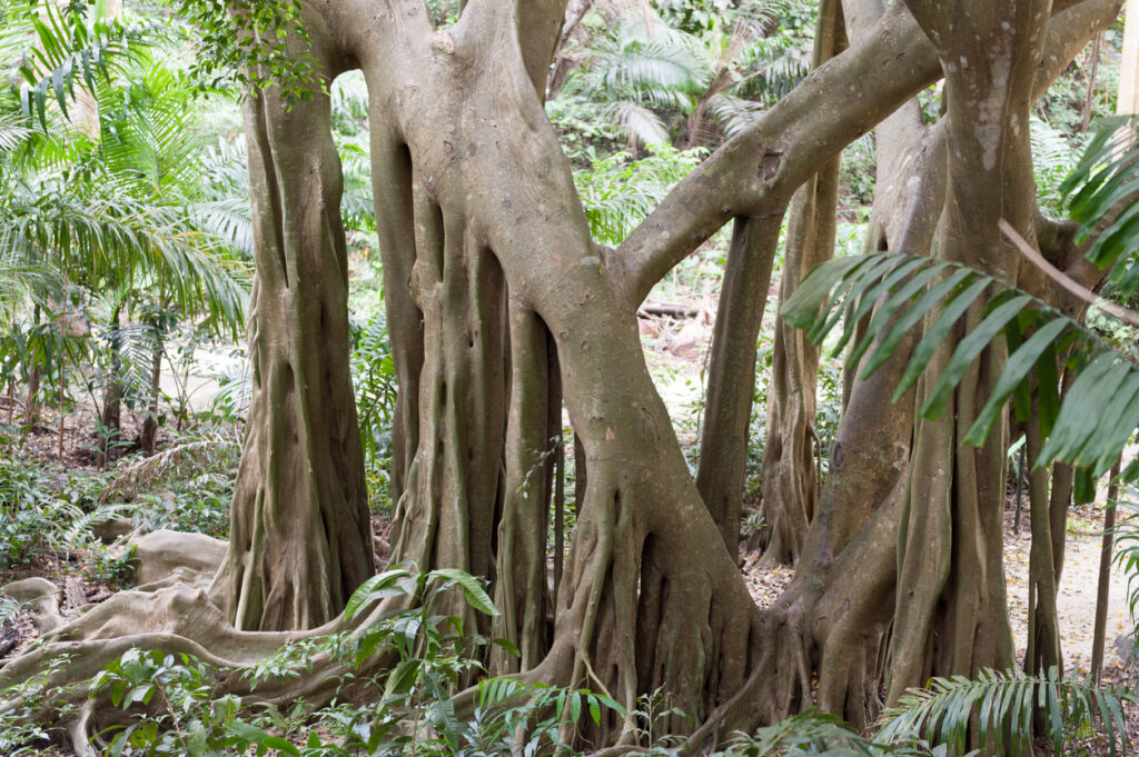 Tree in Welchman Hall Gully, Barbados