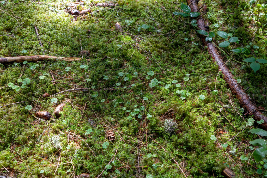 Moss‑covered forest floor on Kodiak Island with a mix of sunlit and shaded areas.