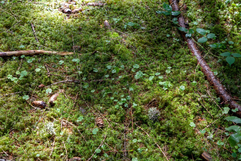 Moss‑covered forest floor on Kodiak Island with a mix of sunlit and shaded areas.