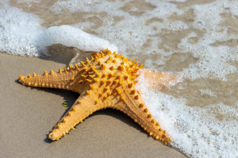 Bright orange starfish resting on wet sand as gentle waves wash over the shoreline in Cozumel.