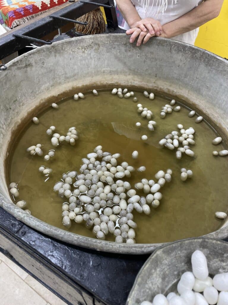 silk worms at the rug tour in Ephesus, Turkey