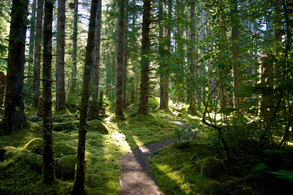 Mossy forest trail surrounded by spruce trees near Monashka Bay on Kodiak Island, showing the quiet coastal rainforest scenery.