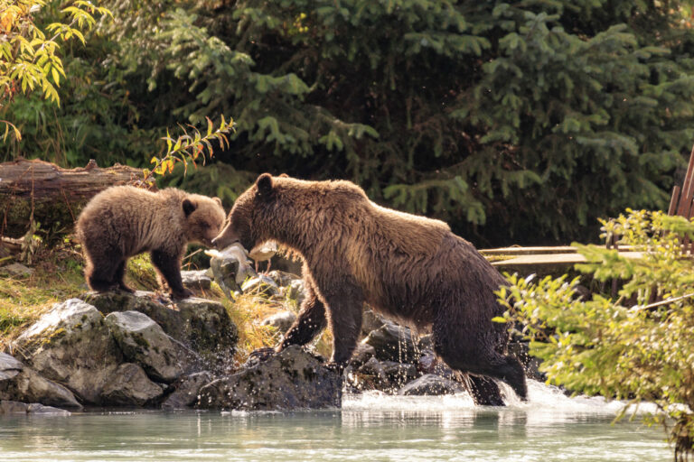 River and forest habitat on Kodiak Island, the type of natural environment where bears are often seen on guided viewing tours.