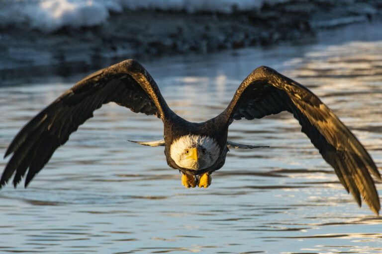 Bald eagle flying low over the water with wings fully spread, captured head‑on in the Chilkat Bald Eagle Preserve near Haines, Alaska.