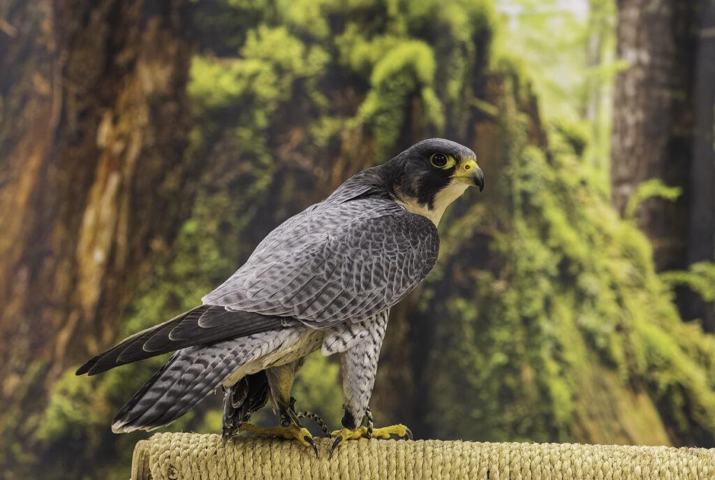 A peregrine falcon with blue‑grey plumage and barred underparts at the Alaska Raptor Center in Sitka, Alaska, one of the wildlife highlights featured in our Alaska Raptor Center – Sitka, Alaska post.