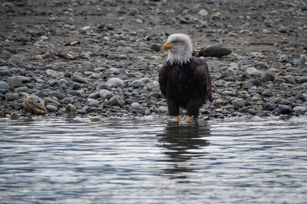 Bald eagle standing at the edge of a rocky shoreline, partially in the water, with a fish head nearby.